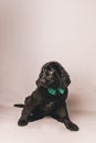 Black newfoundland puppy with green bow tie against a grey seamless background