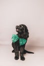 Black newfoundland puppy with green bow tie against a grey seamless background