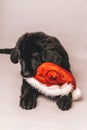 Black newfoundland puppy laying down on the floor while chewing on a red santa claus party hat against a grey seamless background