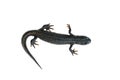 Black newt with tail tucked isolated on white background. The view from the top. Royalty Free Stock Photo