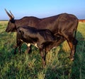 Black Nguni Cow with Calf drinking from her teats Royalty Free Stock Photo