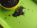 Black Niger seeds, Guizotia abyssinica. Food ingredient