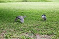 Black night heron and chicks protecting territory Royalty Free Stock Photo