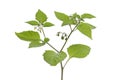 Black Nightshade Royalty Free Stock Photo