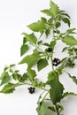 Black nightshade, blossoms, fruits, leaves, poisonous plant