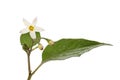 Black nightshade flower and leaf