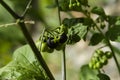 Black nightshade fruit close up. Solanum nigrum, blackberry nightshade Royalty Free Stock Photo