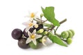 Black nightshade Solanum nigrum