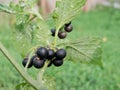 Black nightshade (Solanum nigrum)