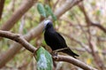 Black Noddy Royalty Free Stock Photo