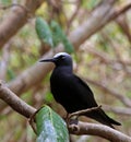 Black Noddy Royalty Free Stock Photo