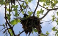 Black Noddy nesting Royalty Free Stock Photo