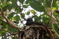 Black Noddy nesting Royalty Free Stock Photo