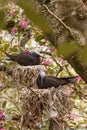 Black Noddy on Norfolk Island Royalty Free Stock Photo