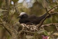 Black Noddy on Norfolk Island Royalty Free Stock Photo