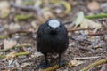 Black Noddy on Norfolk Island Royalty Free Stock Photo