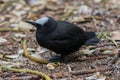 Black Noddy on Norfolk Island Royalty Free Stock Photo