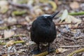 Black Noddy on Norfolk Island Royalty Free Stock Photo