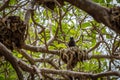 Black Noddy Tern Bird Breeding on Pisonia tree on Lady Musgrave Island, Great Barrier Reef, Queensland, Australia Royalty Free Stock Photo