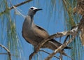 Black noddy tern sits on a tree branch on Birds island