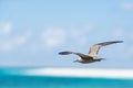 Black noddy Royalty Free Stock Photo