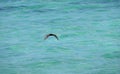 Black noddy or white-capped noddy Anous minutus flying Royalty Free Stock Photo