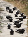 Black noddy or white-capped noddy Anous minutus Royalty Free Stock Photo