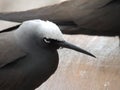 Black noddy or white-capped noddy Anous minutus Royalty Free Stock Photo