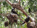 Black noddy or white-capped noddy Anous minutus Royalty Free Stock Photo