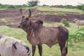 black and normal white bull Royalty Free Stock Photo