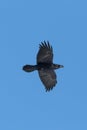 Black northern raven corvus corax in flight, blue sky, spread wings Royalty Free Stock Photo