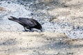 Black Northwestern crow Royalty Free Stock Photo