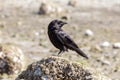 Black Northwestern crow Royalty Free Stock Photo
