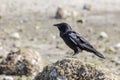 Black Northwestern crow Royalty Free Stock Photo