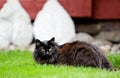 Black and beautiful norwegian forest cat female in garden Royalty Free Stock Photo