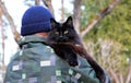 A norwegian forest cat female on mans shoulder Royalty Free Stock Photo