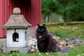 Black norwegian forest cat female outdoors