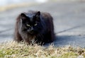 A black norwegian forest cat female on pavement