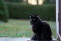 A black norwegian forest cat female sitting on doorstep in a November morning light Royalty Free Stock Photo