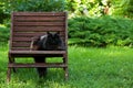 Black norwegian forest cat female outdoors in garden Royalty Free Stock Photo