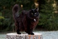 A black norwegian forest cat female Royalty Free Stock Photo