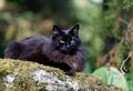 Black norwegian forest cat female on stone in forest Royalty Free Stock Photo