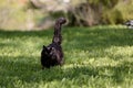 A black norwegian forest cat female walking Royalty Free Stock Photo