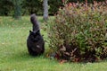 A black norwegian forest cat female walking in garden Royalty Free Stock Photo