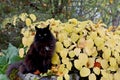 Black norwegian forest cat female with yellow leaves Royalty Free Stock Photo