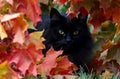 A black norwegian forest cat hiding in forest Royalty Free Stock Photo