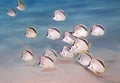 Black-nosed Butterflyfish Royalty Free Stock Photo