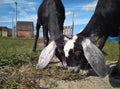 Black Nubian goats walk in the summer in the village graze