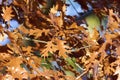 Black Oak Leaves 704874