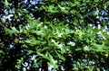 Black Oak Leaves 48459